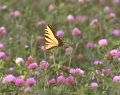 Butterfly amidst purple clover